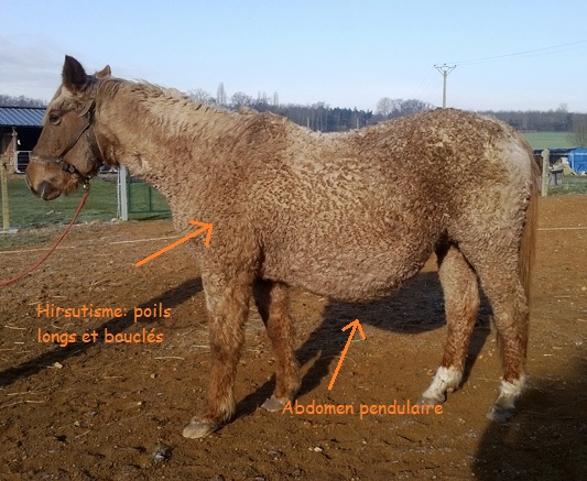Le Cushing du cheval: une maladie grave et trop souvent méconnue